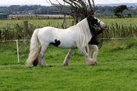 Class B07